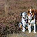 Hoffnung`s blue Sunshine    Ayla