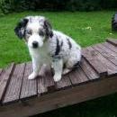 Hoffnung`s blue Sunshine    Ayla