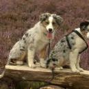 Hoffnung`s blue Sunshine    Ayla