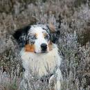 Hoffnung`s blue Sunshine    Ayla