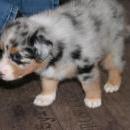 Akiba und Sunnys  Nachwuchs