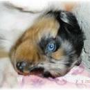 Asya of Sunshinegarden