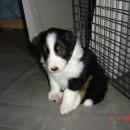 Aiko of Sunshinegarden