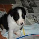 Aiko of Sunshinegarden