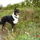 Welpentreff 20/21.10.2007 in Krems