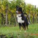 Welpentreff 20/21.10.2007 in Krems