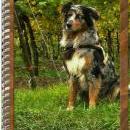 Welpentreff 20/21.10.2007 in Krems