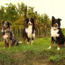 Welpentreff 20/21.10.2007 in Krems