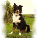 Welpentreff 20/21.10.2007 in Krems