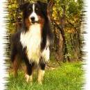 Welpentreff 20/21.10.2007 in Krems