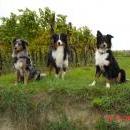 Welpentreff 20/21.10.2007 in Krems