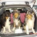 Welpentreff 20/21.10.2007 in Krems