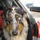 Welpentreff 20/21.10.2007 in Krems