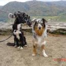 Welpentreff 20/21.10.2007 in Krems