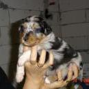 Asya of Sunshinegarden