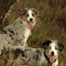 Hoffnung`s blue Sunshine    Ayla