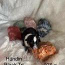 Welpen von Leeloo und Ray 7.1.26