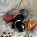 Welpen von Leeloo und Ray 7.1.26