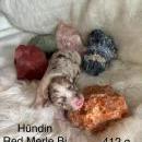 Welpen von Leeloo und Ray 7.1.26