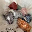 Welpen von Leeloo und Ray 7.1.26