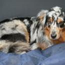 Welpentreff 20/21.10.2007 in Krems