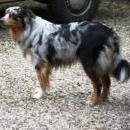 Welpentreff 20/21.10.2007 in Krems