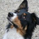 Welpentreff 20/21.10.2007 in Krems