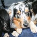 Welpentreff 20/21.10.2007 in Krems