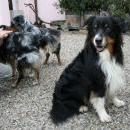 Welpentreff 20/21.10.2007 in Krems