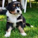 Akiba und Celine mit Welpen