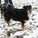 Welpentreff 20/21.10.2007 in Krems