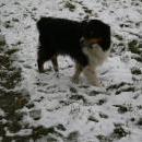 Welpentreff 20/21.10.2007 in Krems