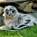 Akiba und Celine mit Welpen