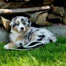 Akiba und Celine mit Welpen