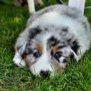 Akiba und Celine mit Welpen