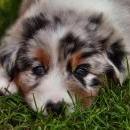 Akiba und Celine mit Welpen