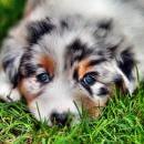 Akiba und Celine mit Welpen