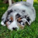 Akiba und Celine mit Welpen