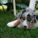 Akiba und Celine mit Welpen