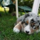 Akiba und Celine mit Welpen