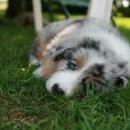 Akiba und Celine mit Welpen