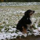 Welpentreff 20/21.10.2007 in Krems