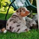 Akiba und Celine mit Welpen