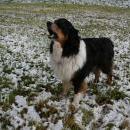 Welpentreff 20/21.10.2007 in Krems