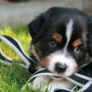 Akiba und Celine mit Welpen