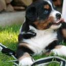 Akiba und Celine mit Welpen