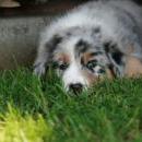 Akiba und Celine mit Welpen