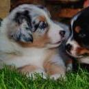 Akiba und Celine mit Welpen