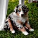 Akiba und Celine mit Welpen