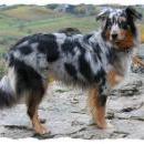 Welpentreff 20/21.10.2007 in Krems